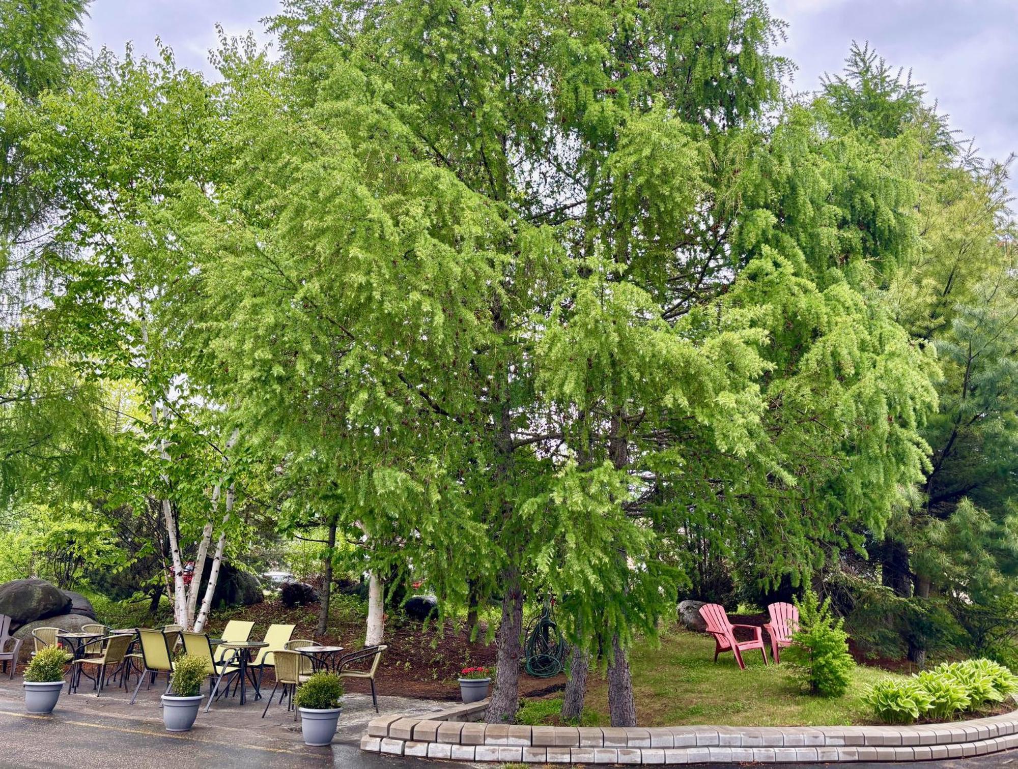 Motel Boutique Hygge Baie-Saint-Paul Eksteriør billede